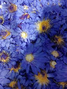 JHD工場卸売植物エキス乾燥10:1 100:1青い蓮花エキスパウダー青い蓮エキス - Product Image 5