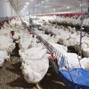 Linea di alimentazione della catena del pollo delle scorte dei genitori dei polli da carne allevamento di pollame alimentatore automatico macchina per l'alimentazione del trasportatore dell'allevatore