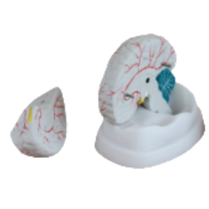 ADA Science médicale Le modèle anatomique du cerveau et le modèle de l'artère cérébrale pour la démonstration de la maladie Outil d'enseignement médical - Product Image 3