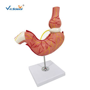 Nouveau modèle d'<span class=keywords><strong>estomac</strong></span> humain <span class=keywords><strong>de</strong></span> taille avec bande gastrique - Product Image 1