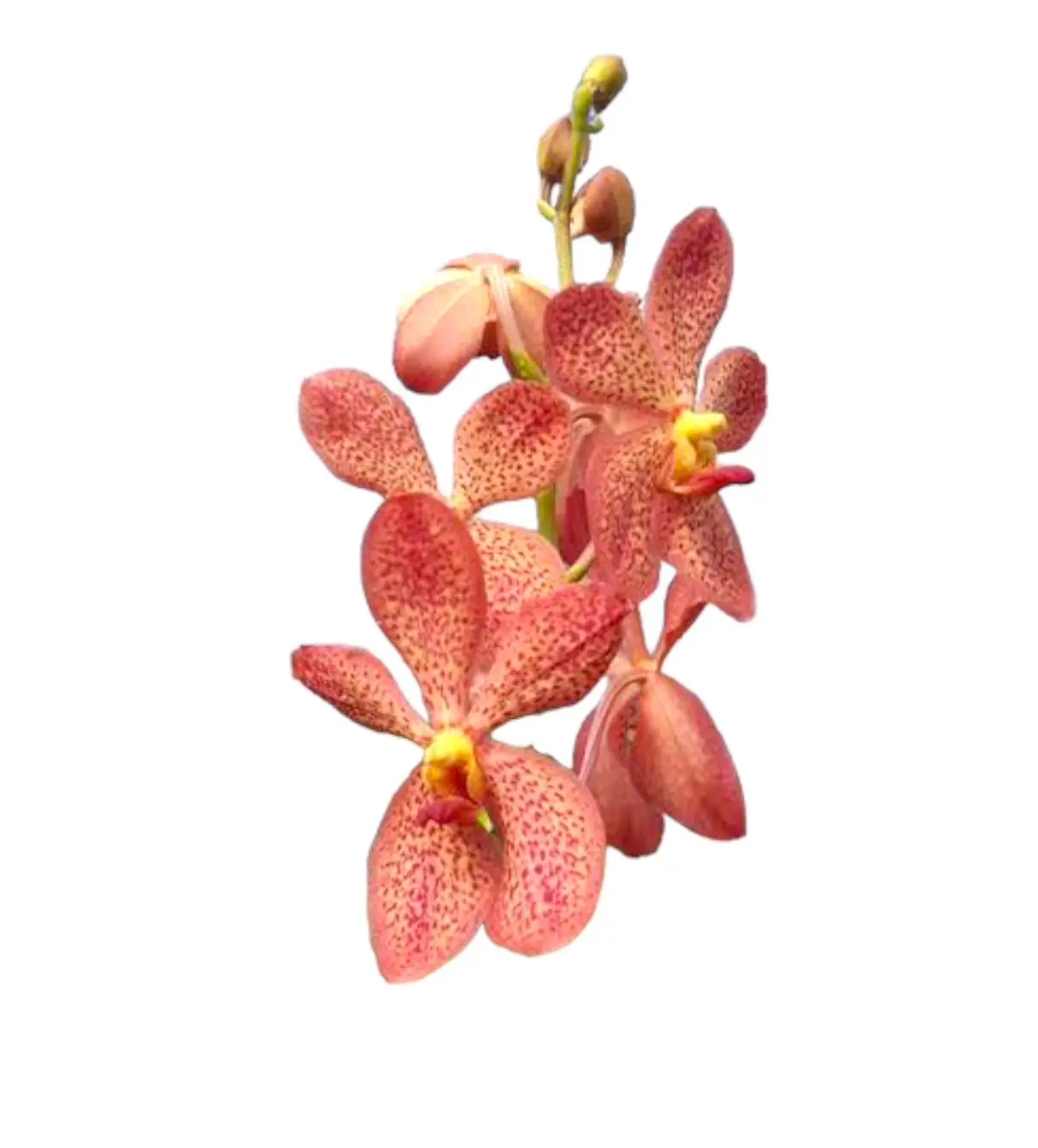 Rote Mokara frisch geschnittene Orchideenblume zum Dekorieren des Hauses oder Ortes für Schönheit und Schatten verwendet zur Dekoration des Hauses und Gartens