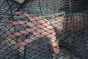 Redes de jaula para peces 60*100cm Caja de cultivo de cangrejo de barro de jaula de peces importada individual envuelta en plástico - Product Image 2