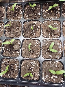Cà chua/dưa chuột cây giống Vườn Ươm khay 72-Cell hình chữ nhật Pet-Easy-transplant cắm khay cho rau trang trại - Product Image 3