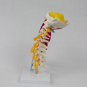 Modèle avancé de colonne cervicale avec muscles, tronc cérébral et os occipital ; simulation des muscles du cou et de la colonne vertébrale humains pour l'enseignement - Product Image 3
