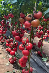 Vendita Calda di Acido Umico Puro Organico in Granuli, Condizionatore del Suolo, Fertilizzante Naturale <span class=keywords><strong>per</strong></span> la Crescita Sana delle Colture Vegetali - Product Image 6