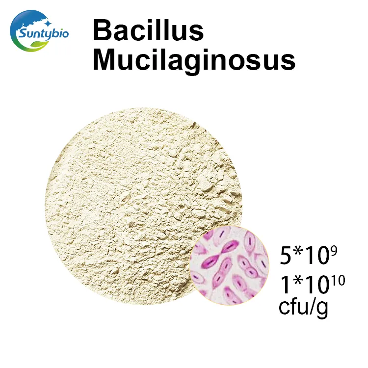 Bacillus mucilaginosus для улучшения почвы с микробными удобрениями