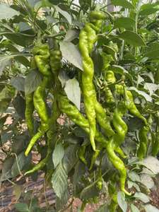 Fertilizante Orgánico de Humato de Potasio Soluble en Agua, Ácido Fúlvico, Agroquímicos para <span class=keywords><strong>la</strong></span> Regulación del pH del Suelo en Cultivos Agrícolas, Ácido Fúlvico - Product Image 4