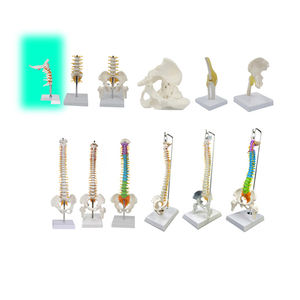 Ukuran Hidup Produksi Model Tulang Belakang PVC Fleksibel Model Kerangka Manusia Pengajaran Medis Model Tulang Belakang Leher Fleksibel - Product Image 1