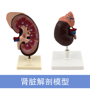 Modèle de rein avec démonstration du pancréas, instrument biologique, hôpital, recherche humaine, école, aides pédagogiques pour étudiants - Product Image 5