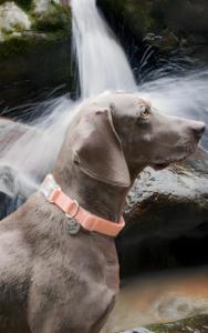 PVC Waterproof <b>Dog</b> Collar Durable Solid Pattern <b>Dog</b> Accessory Luxury Simple Style for <b>Dog</b> Walking Wholesale OEM ODM - Product Image 4