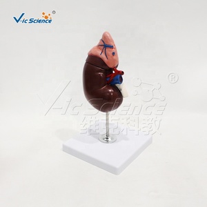 Modelo de Estructura Renal Humana con Glándula Adrenal, Espécimen de PVC para Entrenamiento en Laboratorio de Anatomía, <span class=keywords><strong>Nefrología</strong></span> <span class=keywords><strong>y</strong></span> <span class=keywords><strong>Urología</strong></span>, CE/ISO/ROHS/CNAS - Product Image 6