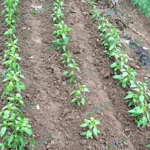 Transplanteur autopropulsé pour semis d'oignons verts, machine à <span class=keywords><strong>planter</strong></span>, semoirs, transplanteurs, vente pour le <span class=keywords><strong>basilic</strong></span> - Product Image 6