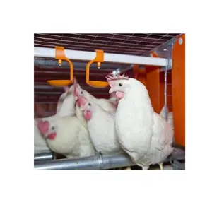 Good quality Animal drinker Waterer chicken farm ues plastic feeders and Nipple Waterer drinker poultry