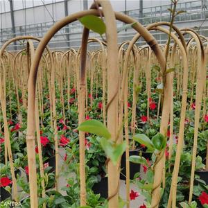 Canne en bambou en forme de U 90cm x 10/12mm pour le support des plantes - Product Image 2