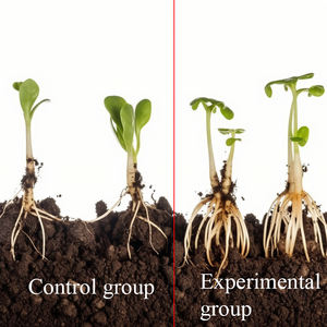 ปุ๋ยรากออร์แกนิกสำหรับพืชผลที่มีกรดฮิวมิกและกรดอะมิโน ความบริสุทธิ์ 100% ชนิดน้ำ ช่วยส่งเสริมการเจริญเติบโตของราก - Product Image 3