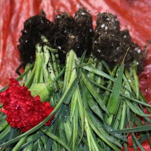 Fournisseur direct Yunnan Kunming Dounan Easy Live Plants de carnation à bouturage facile, fleurs fraîches coupées, bouquet de boutons, modèle de base YN-01 5cm - Product Image 6