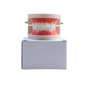 Modèle dentaire en résine pour l'enseignement pratique du brossage des dents à la maternelle, modèle d'affichage des dents d'adultes, aide pédagogique - Product Image 1
