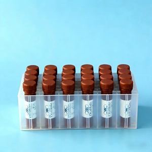 Моноклональный антитело-флюид (мышиной сыворотки) к MSH2 для WB/IHC/IF - Product Image 2