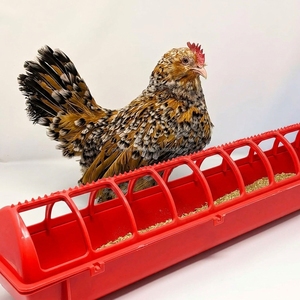 Mangeoire et <span class=keywords><strong>abreuvoir</strong></span> en plastique rouge à 22 trous pour poulets et cailles, pour l'élevage avicole - Product Image 5