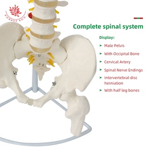 Modelo de Columna Vertebral Humana 1:1, Modelo de <span class=keywords><strong>Esqueleto</strong></span> Ortopédico Médico para Adultos, FRT014, Modelo de <span class=keywords><strong>Esqueleto</strong></span> de Columna <span class=keywords><strong>Cervical</strong></span> y Lumbar - Product Image 4