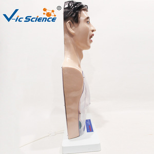 Modèle de pratique infirmière de base ; Modèle de simulation du corps humain pour l'enseignement des opérations d'infirmier(ère) sur tout le corps - Product Image 4