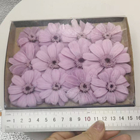 Fleurs de cosmos naturelles préservées, 12 pièces/boîte, 4-5 cm, fleurs de gerbera séchées éternelles, véritables, pour mariage, décoration de la maison, cadeau