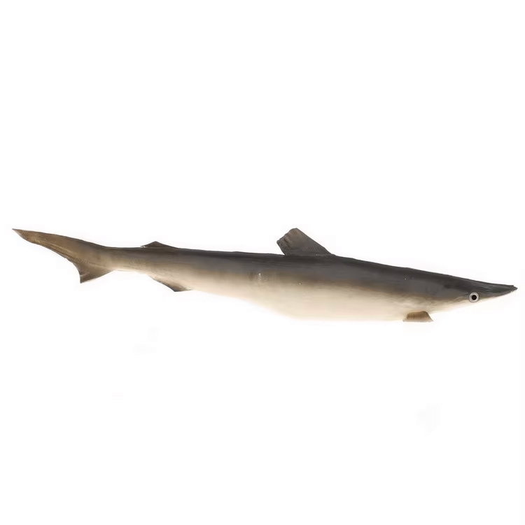 Grey Shark