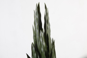 Planta artificial al por mayor <span class=keywords><strong>de</strong></span> serpiente <span class=keywords><strong>de</strong></span> <span class=keywords><strong>lengua</strong></span> <span class=keywords><strong>suegra</strong></span> <span class=keywords><strong>de</strong></span> 92cm para decoración interior - Product Image 3