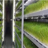 Système hydroponique intelligent et écologique Seedafarm pour la production de fourrage, équipement contrôlé par PLC, garantie 1 an, conteneur de 7000 kg
