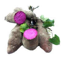 Poudre d'igname violette naturelle UBE, directement de l'usine