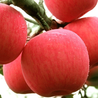 Pommes rouges fraîches Fuji et Gala, pommes sucrées et croustillantes, fournisseur en gros de Chine pour l'exportation
