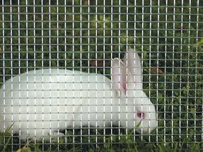 Hàn dây lưới nhà sản xuất trong kho thỏ lồng gà lồng xây dựng lưới nhúng nóng mạ kẽm hàn dây lưới - Product Image 5