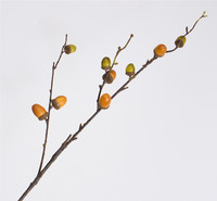 Pulvérisateur d'acorns artificiels verts en plastique de haute qualité de 74 cm pour la décoration d'événements
