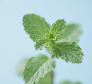 زيت نعناع مركز عالي التركيز، خلاصة النعناع، نكهة النعناع للحلويات والخبز والمشروبات والتبغ - Product Image 6