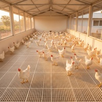 Équipement d'élevage avicole, hautement stable et bien ventilé, adapté à l'élevage de poulets, de canards et d'oies