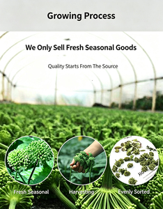 Infusión Herbal Natural <span class=keywords><strong>de</strong></span> Flor <span class=keywords><strong>de</strong></span> Tianqi con Sabor Suave a Ginseng, Regula los Lípidos, Alivia la Irritabilidad, Cuidado del Corazón, OEM a Granel - Product Image 6