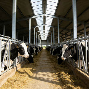 Edificio Prefabricado para Granja, Establos para Ganado, Construcción Metálica para Ganado, Cobertizo para Animales - Product Image 1