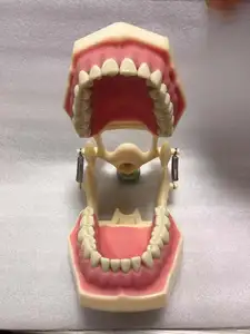 28 32 Tanden Dental Typodont Kunstmatige Tanden Voor Studenten Praktijk
