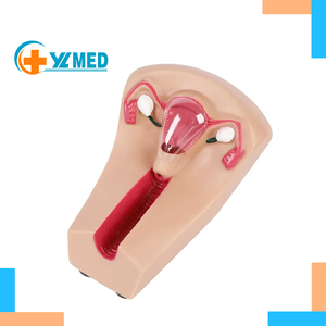 Dispositivo Intrauterino <span class=keywords><strong>Anticonceptivo</strong></span> Femenino y Herramienta de Entrenamiento con Órganos Removibles para Prácticas de Aprendizaje, con Certificación CE/ISO - Product Image 1