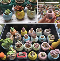 Jingdezhen Pot Jempol Mini, Hadiah Siswa Desktop Sukulen Jenis Mini