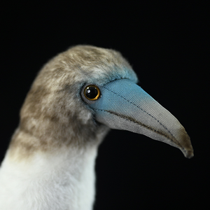 Peluche Realista de Pájaro Gaviota de Patas Azules, Juguete de Peluche Suave para Niños y Amantes de las Aves - Product Image 5