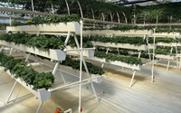 Système de culture hors-sol multi-niveaux en PVC pour serres de fraises, tomates et légumes