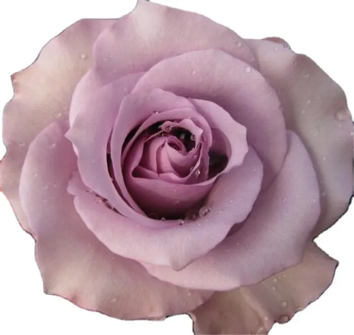 Yunnan-Rosa de corte fresco de China, directa de granja, rosas de raíz desnuda, cultivadores de flores, suministro directo