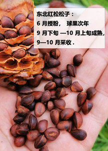 Assortiment de noix de forêt <span class=keywords><strong>sauvages</strong></span>, noyaux de noix naturels, <span class=keywords><strong>noisettes</strong></span> du nord-est, noix de Grenoble, mélange de noix décortiquées en vrac, coffret cadeau prêt à l'emploi - Product Image 6