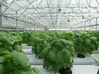 Grande serre agricole multi-travées en polycarbonate avec structure en acier galvanisé et système hydroponique pour usage commercial