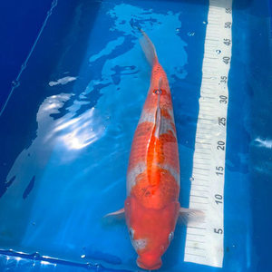 Aquarium en fibre de verre aquarium 24 pouces affichage composite industriel 40 gallons Koi mesure aquarium - Product Image 3