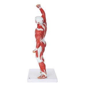 Modelo Médico de Anatomía Muscular Superficial Humana, Torso y Cuerpo Completo de PVC de 50 cm, MAXCARE MAC-YJ94, para Entrenamiento en Escuelas y Hospitales - Product Image 3