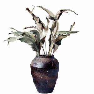 5 pièces en gros oiseau paradis fleur <span class=keywords><strong>fleurs</strong></span> sèches naturel séché <span class=keywords><strong>Strelitzia</strong></span> feuille décor à la maison bricolage Arrangement fête des mères mariage - Product Image 2