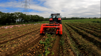 Récolteuse de patates douces à double rangée montée sur tracteur pour la vente Machine de récolte de patates douces