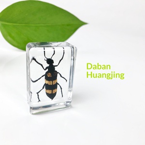 Spécimen d'insecte en ambre, aides pédagogiques scientifiques populaires, artisanat, éducation de la petite enfance, exploration, expérimentation 0-3 mois - Product Image 3